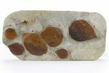 Wide Plate with Six Fossil Leaves (Four Species) - Montana #305981-1